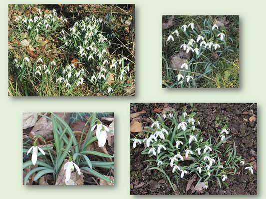 Schneeglöckchen gesehen während eines Spaziergangs