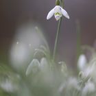 Schneeglöckchen herausragend