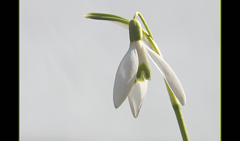 Schneeglöckchen II