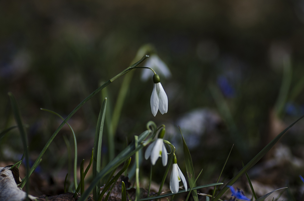 Schneeglöckchen II