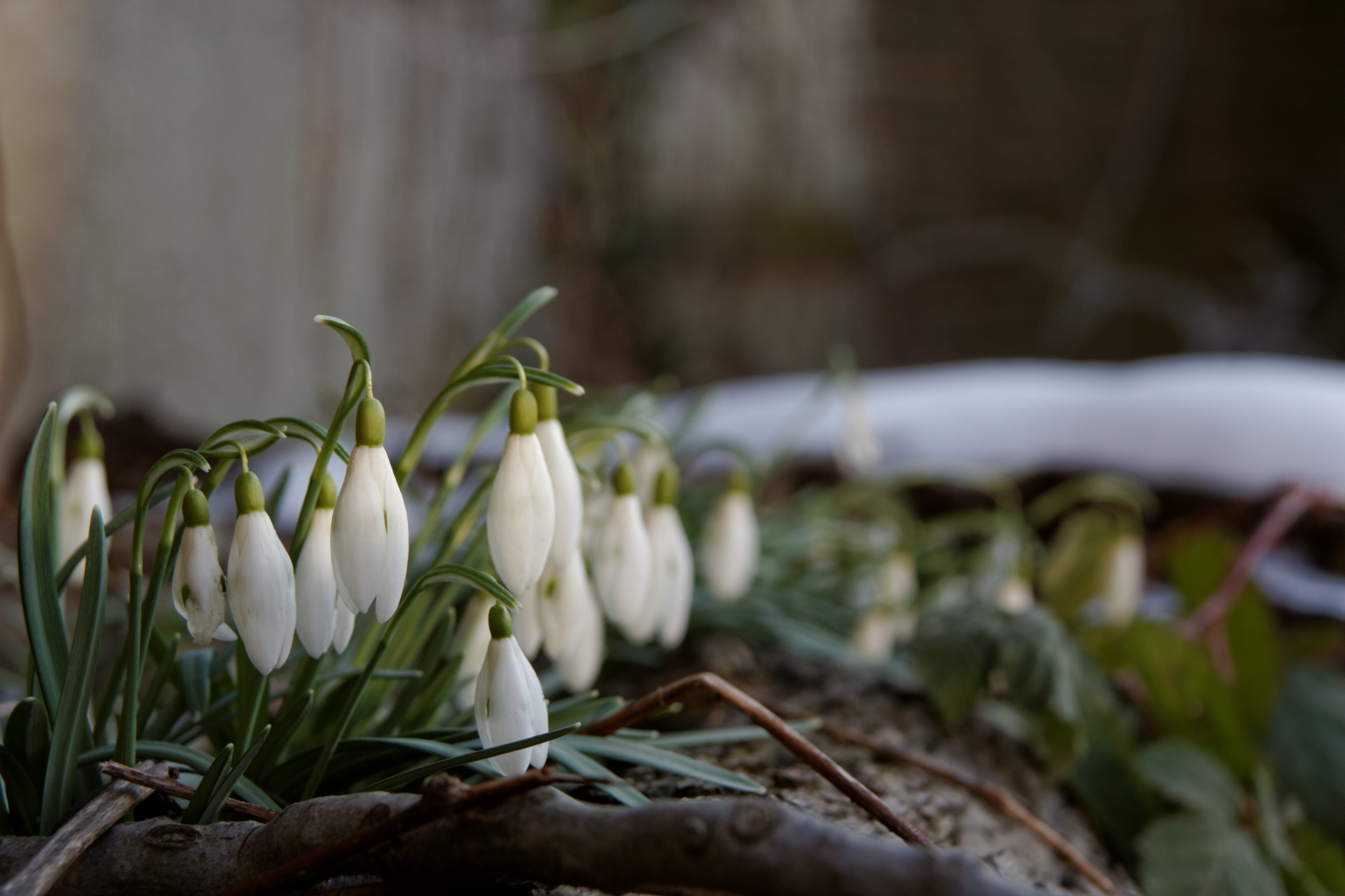 Schneeglöckchen II