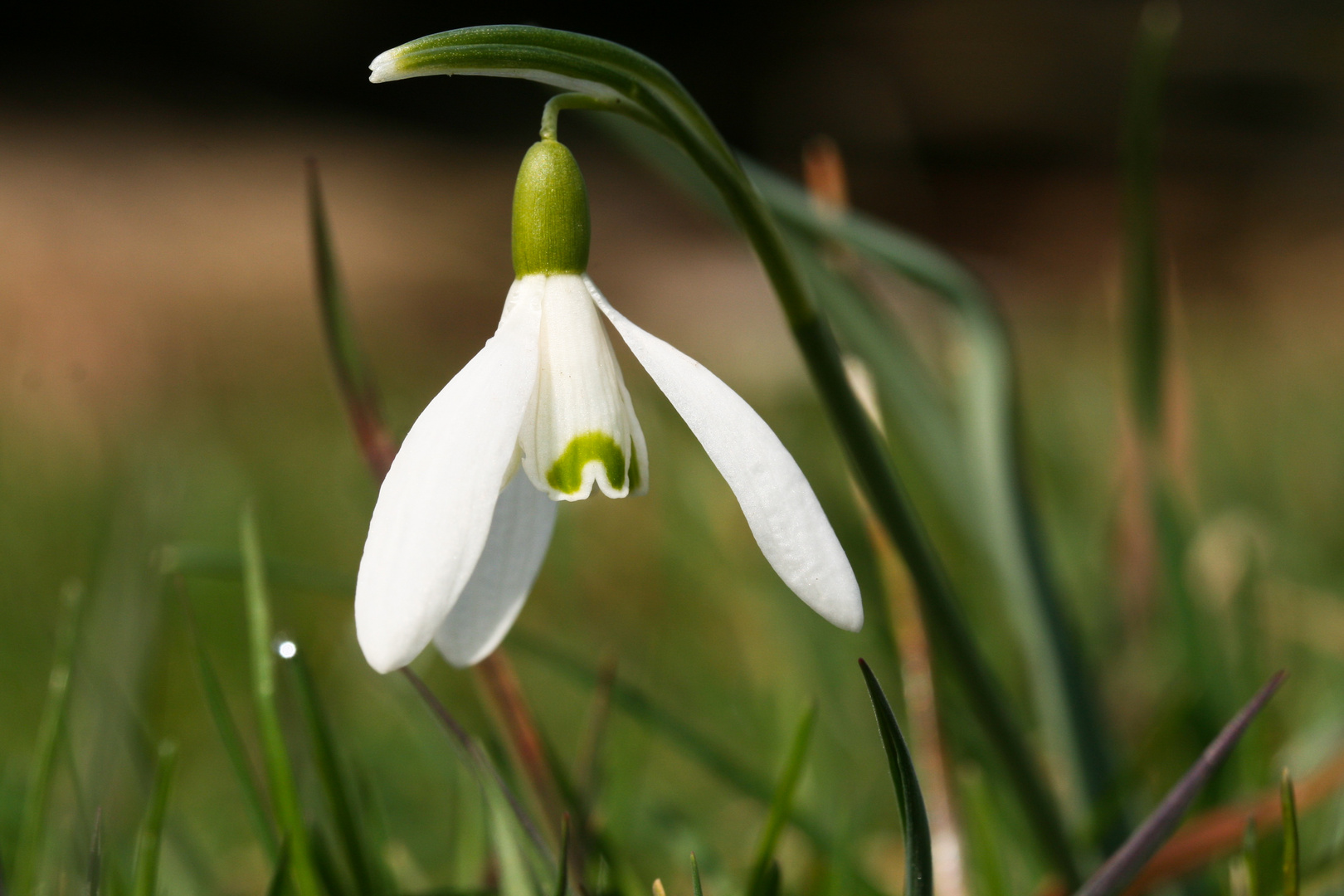 Schneeglöckchen III