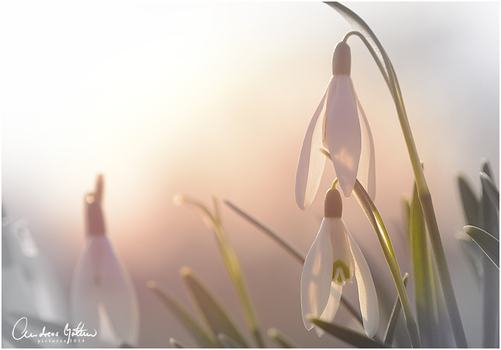 Schneeglöckchen im Abendlicht