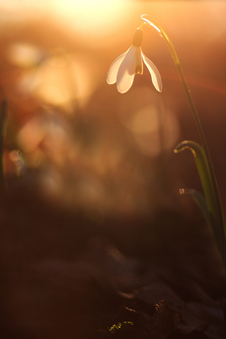 Schneeglöckchen im Abendlicht