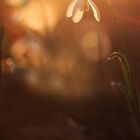 Schneeglöckchen im Abendlicht