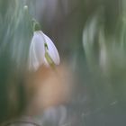 Schneeglöckchen im Bergischen