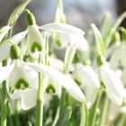 Schneeglöckchen im ersten Sonnenstrahl