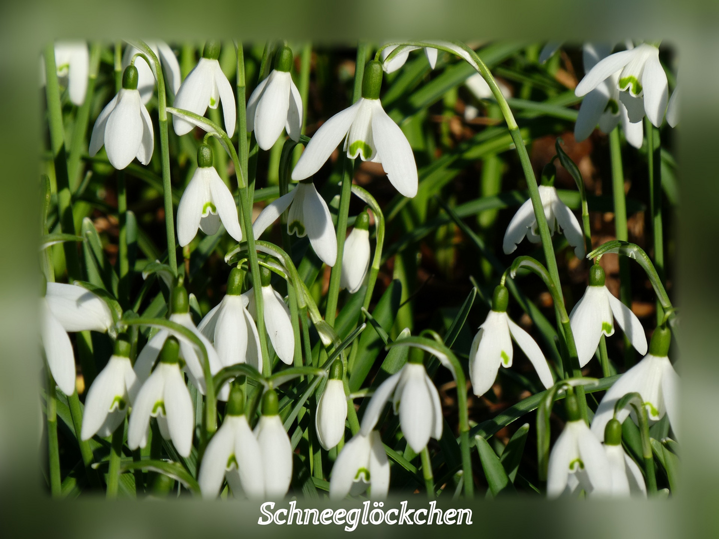 Schneeglöckchen im Februar Foto & Bild natur, pflanzen, kleinpflanzen
