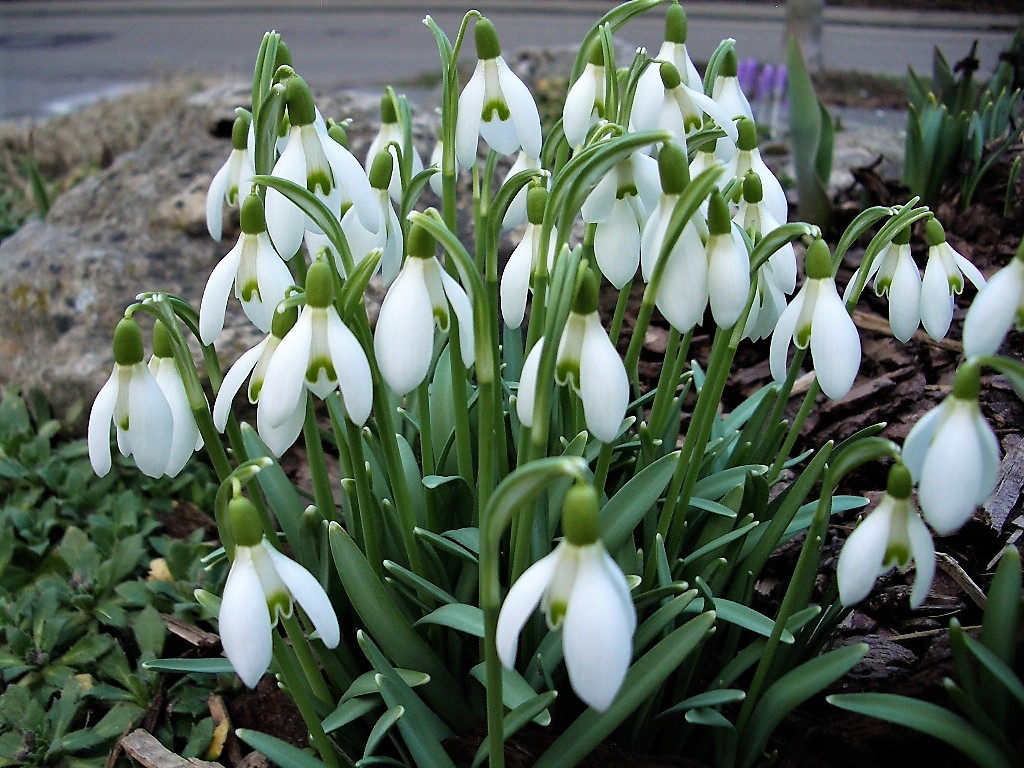 Schneeglöckchen im Februar