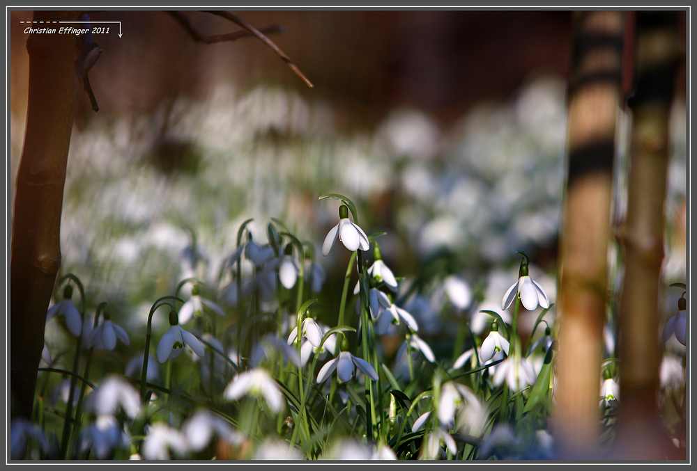 Schneeglöckchen im Februar