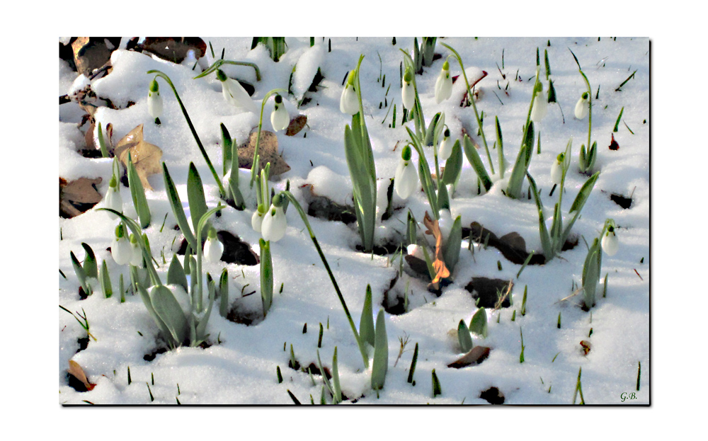 Schneeglöckchen im Februar.......