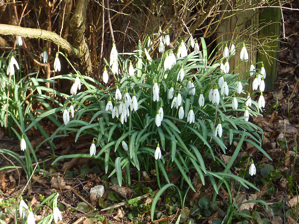 Schneeglöckchen im Februar