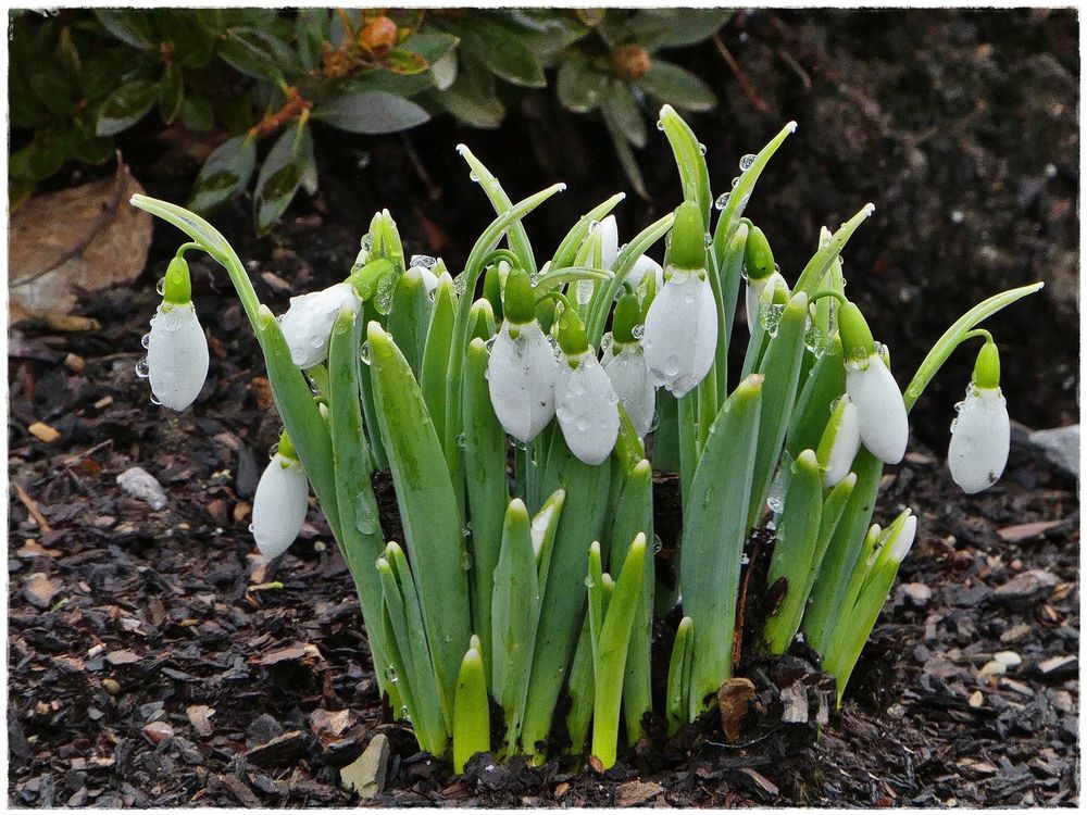 Schneeglöckchen im Februar Foto & Bild natur, pflanzen, kleinpflanzen