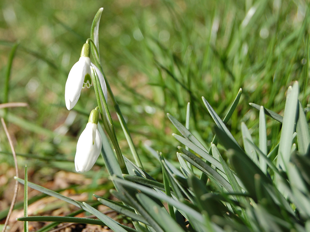 Schneeglöckchen im Februar