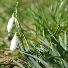 Schneeglöckchen im Februar