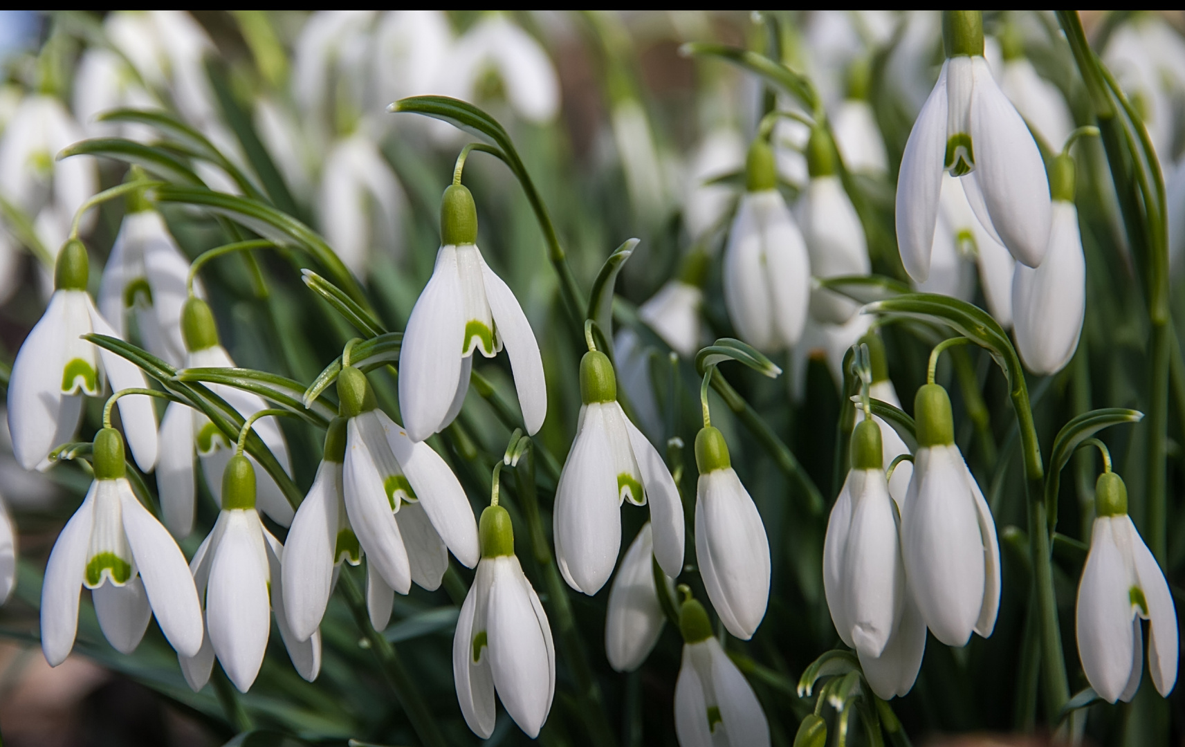 Schneeglöckchen im Februar Foto & Bild pflanzen, pilze & flechten