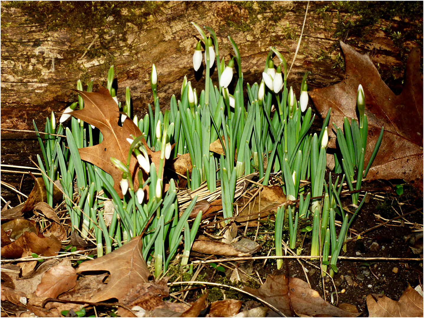 Schneeglöckchen im Februar Foto & Bild natur, pflanzen, blüten Bilder