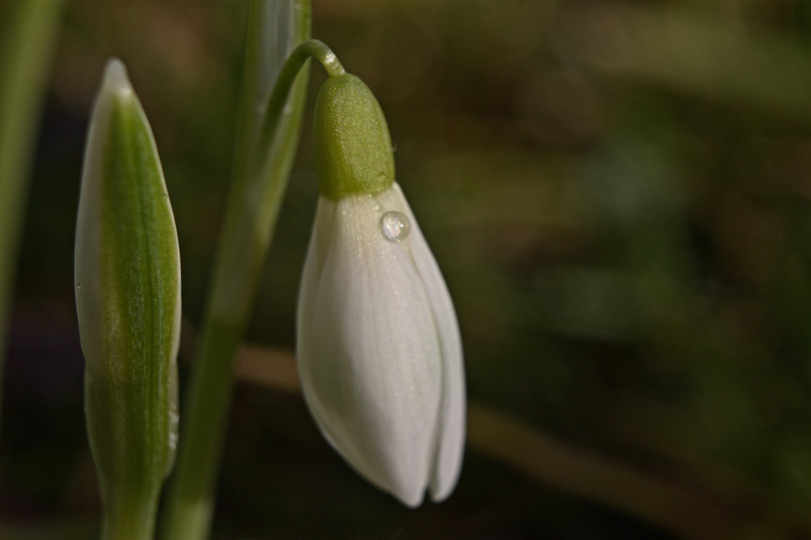 Schneeglöckchen im Februar ... Frühling am Bodensee