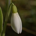 Schneeglöckchen im Februar ... Frühling am Bodensee