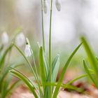 Schneeglöckchen im Frühling