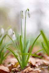 Schneeglöckchen im Frühling