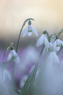 Schneeglöckchen im Frühling