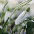 Schneeglöckchen im Frühling