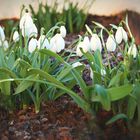 Schneeglöckchen im Garten