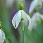 Schneeglöckchen im Garten