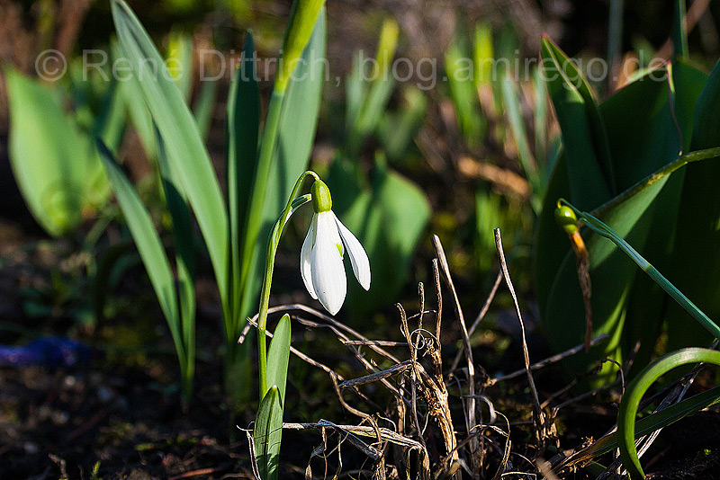 Schneeglöckchen im Garten