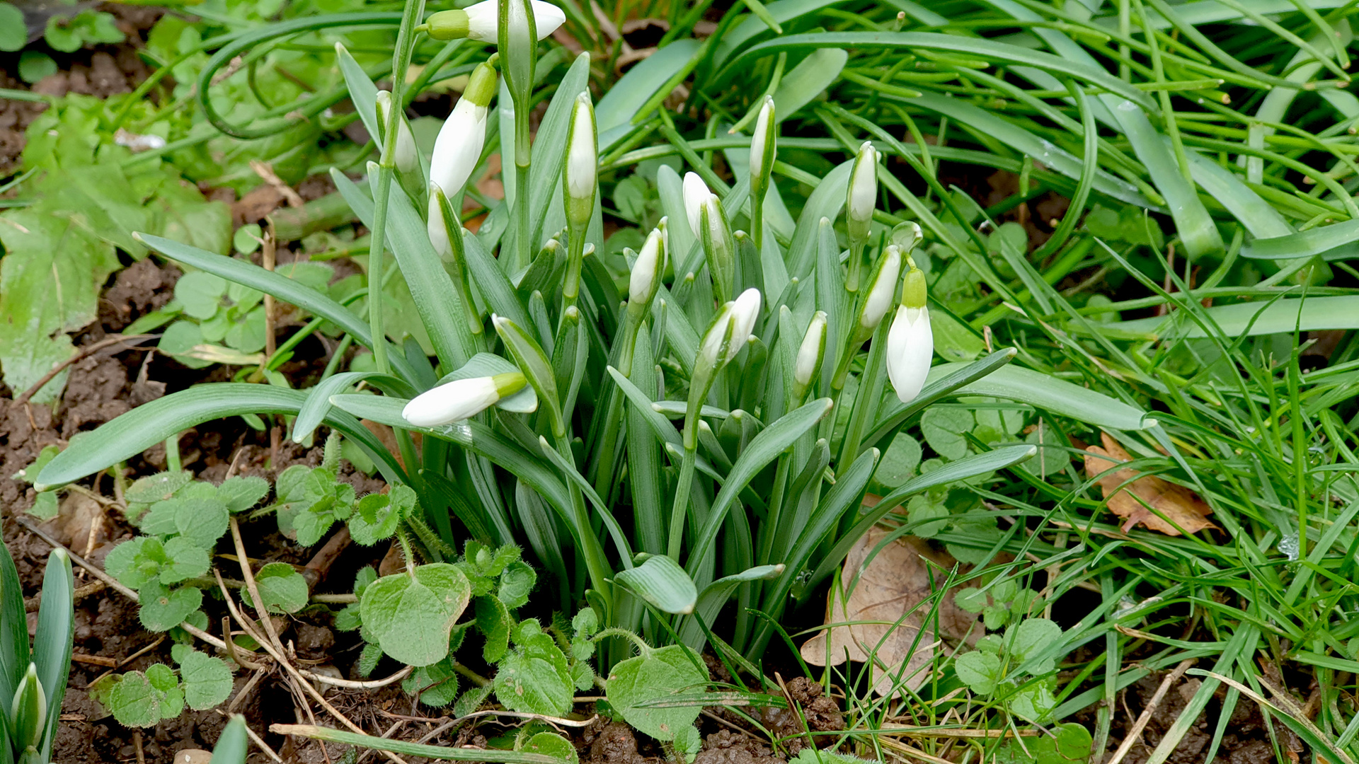 Schneeglöckchen im Garten**