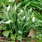 Schneeglöckchen im Garten**