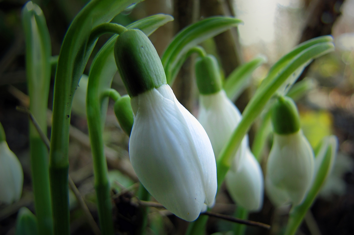 Schneeglöckchen im Garten