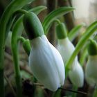 Schneeglöckchen im Garten