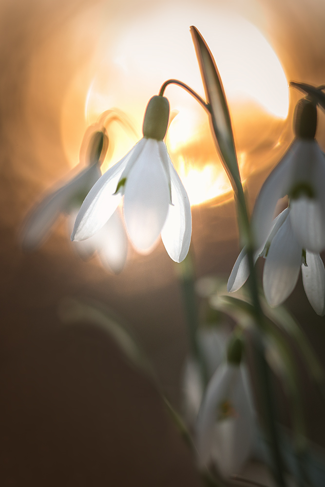 Schneeglöckchen im Gegenlicht