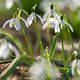 Schneeglckchen im Gegenlicht