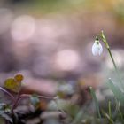 Schneeglöckchen im Gegenlicht