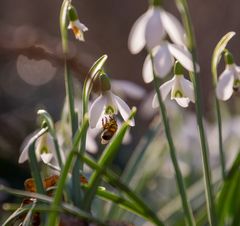 Schneeglöckchen im Gegenlicht