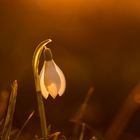 Schneeglöckchen im letzten Abendlicht