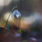 Schneeglöckchen im letzten Licht