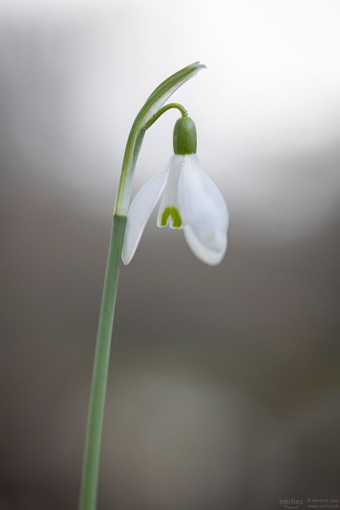 Schneeglöckchen im Licht