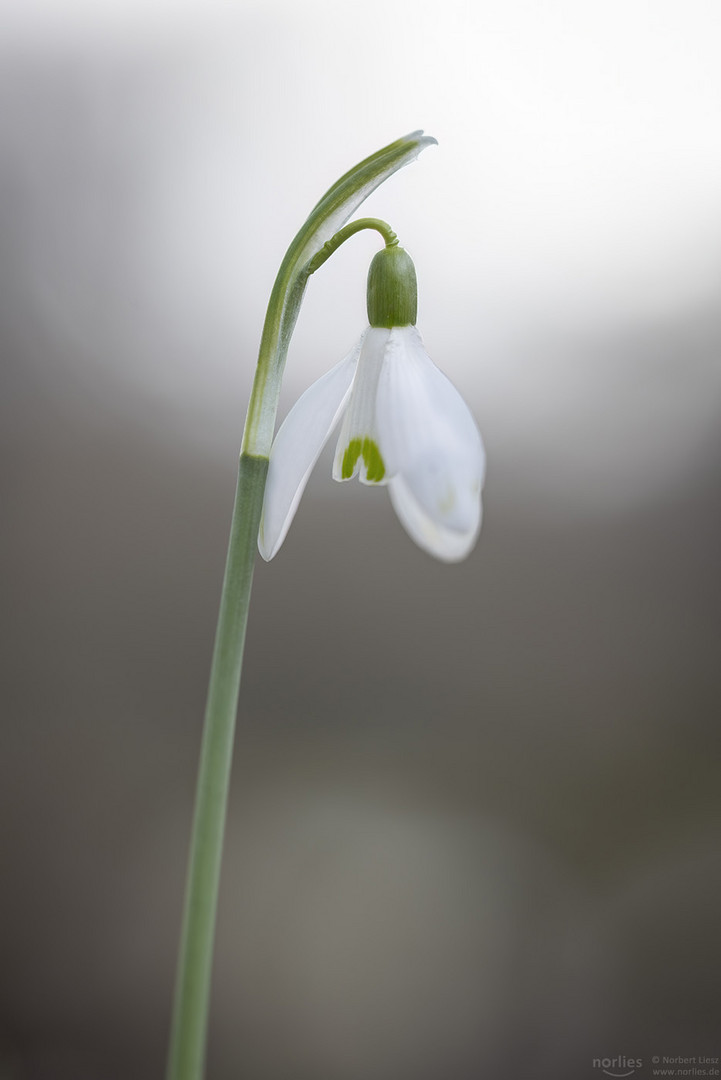 Schneeglöckchen im Licht