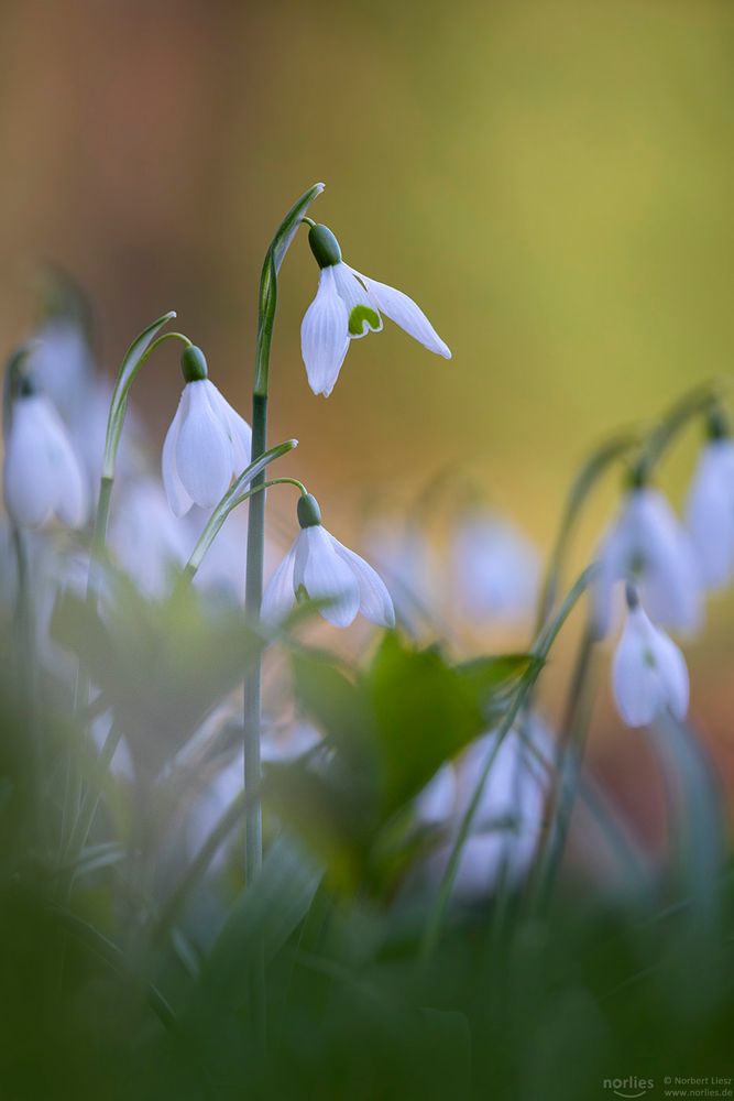 Schneeglöckchen im Licht