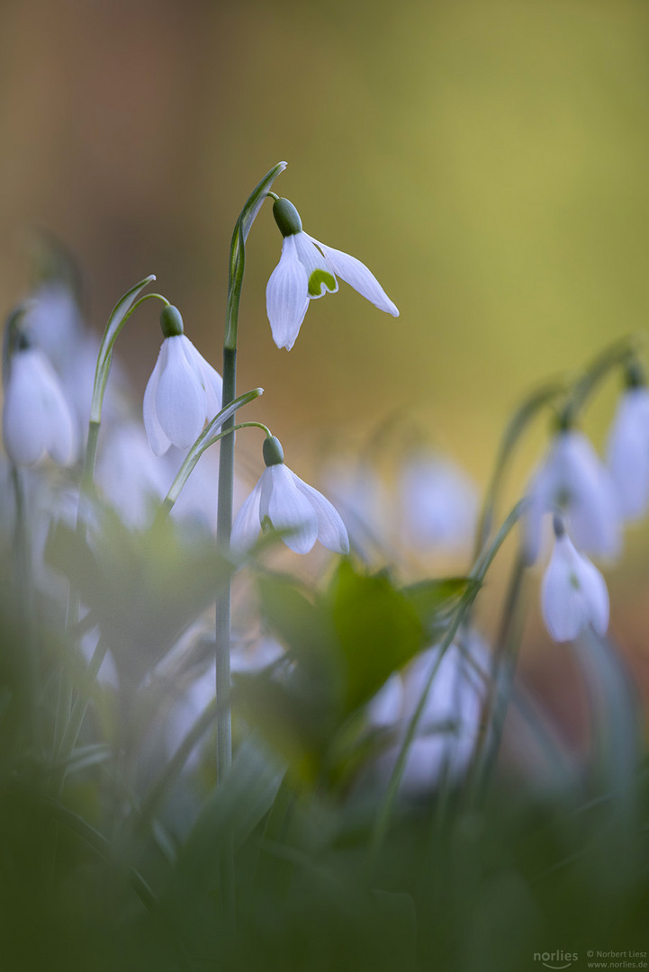 Schneeglöckchen im Licht