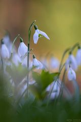 Schneeglöckchen im Licht