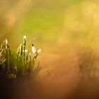 Schneeglöckchen im Licht der goldenen Stunde