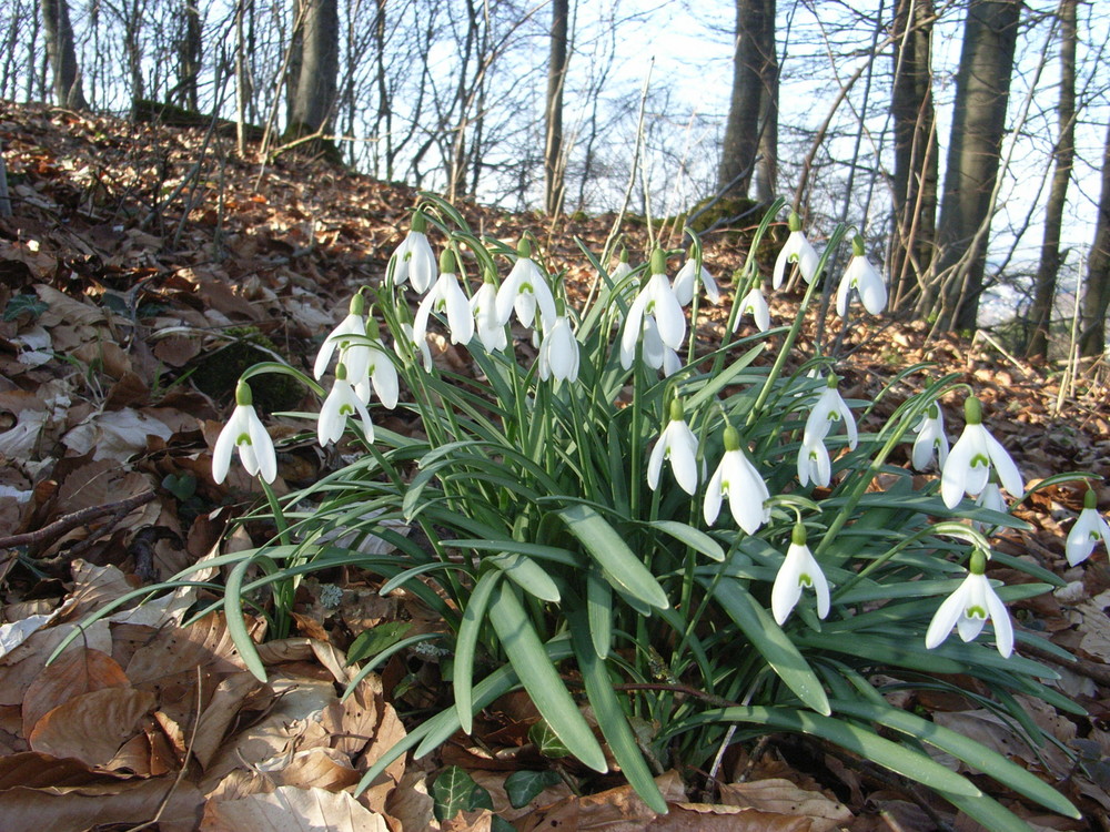 schneeglöckchen im märz