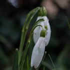 Schneeglöckchen im Morgentau