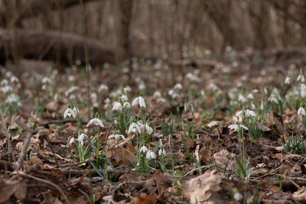 Schneeglöckchen im Nationalpark Donauauen