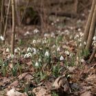 Schneeglöckchen im Nationalpark Donauauen